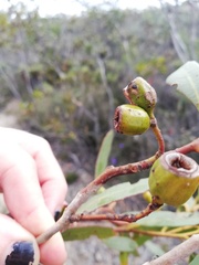 Eucalyptus incrassata