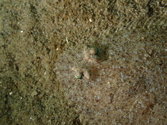 Arnoglossus
