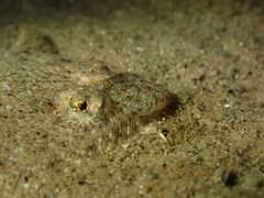 Arnoglossus