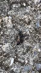 Chalybion zimmermanni