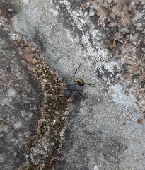 Camponotus sericeus