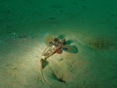 Chelidonichthys lucerna