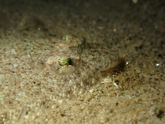 Arnoglossus