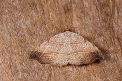 Laspeyria flexula
