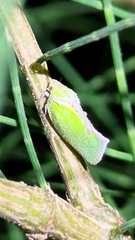 Salurnis marginella