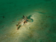 Chelidonichthys lucerna