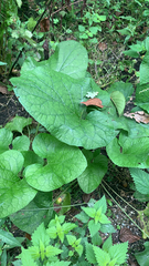 Brunnera macrophylla
