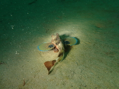 Chelidonichthys lucerna
