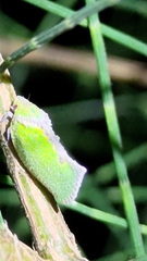 Salurnis marginella