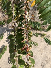 Xylopia aromatica