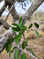 Elaeodendron transvaalense