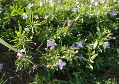 Dyschoriste linearis