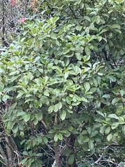 Rhamnus alpina