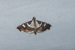Glyphodes bicolor