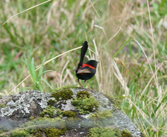 Malurus melanocephalus