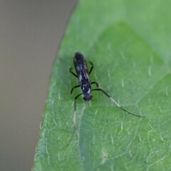 Chironomoidea