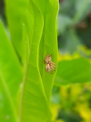 Carrhotus