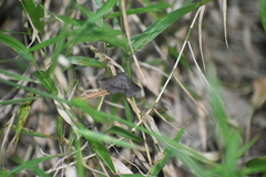 Mecodina