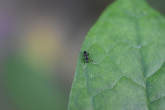 Chironomoidea