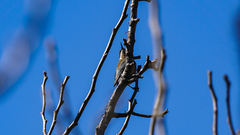 Acanthorhynchus tenuirostris