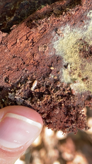 Reticulitermes flavipes