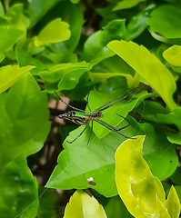 Leucauge decorata