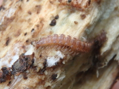 Polydesmus