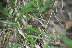 Mecodina