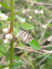 Spialia galba