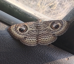 Calliodes pretiosissima