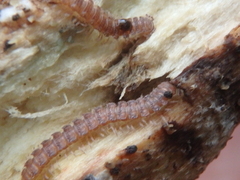 Polydesmus