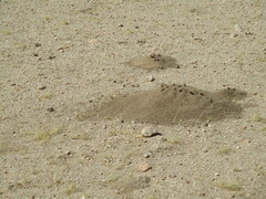 Hodotermes mossambicus