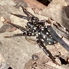 Nyssus