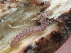 Polydesmus