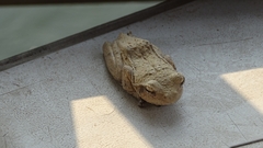 Chiromantis xerampelina