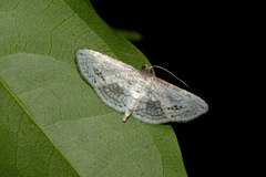 Calindoea anticalis
