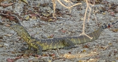 Varanus niloticus
