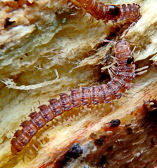 Polydesmus
