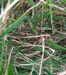 Cyrtacanthacris tatarica