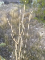Bouteloua barbata