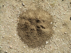 Hodotermes mossambicus