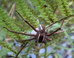 Pisaurina brevipes