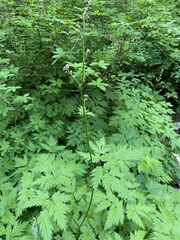 Actaea laciniata