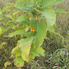 Triosteum