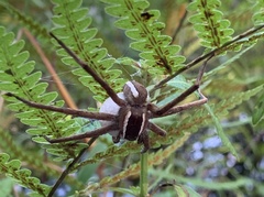 Pisaurina brevipes