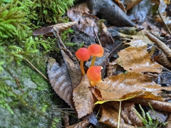 Hygrocybe miniata