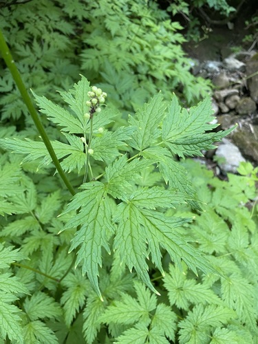 Image of Actaea laciniata by (c) Matt Berger, some rights reserved (CC BY)