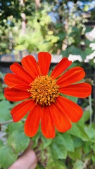 Tithonia rotundifolia