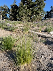 Festuca idahoensis