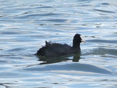 Fulica atra